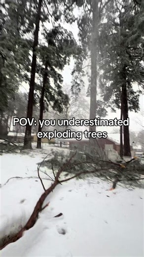 Dear Mother Nature… I’m sorry #explodingtrees | trees