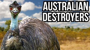 If These Australian Invaders Arrived, North America Would Be in Trouble