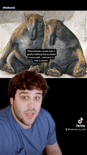 Evolution of Australian Animals: The Giant Short-Faced Kangaroo