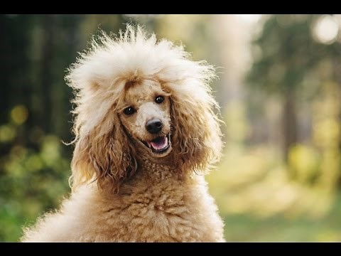 POODLE BARKING - POODLE HOWLING AND BARKING COMPILATION 2016