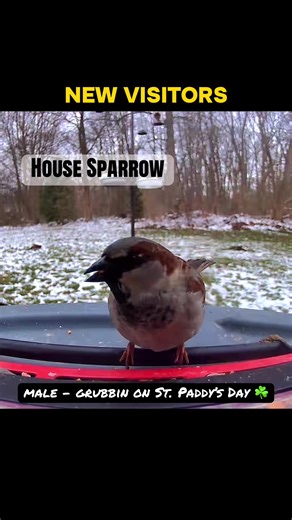 ☘️ St. Paddy’s Day ☘️ brought two new boys to the yard! I still haven’t named them yet…any thoughts? #sparrow #birdtok #backyardbirds #birds #tweet