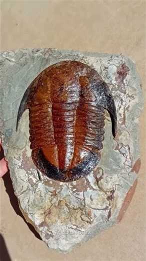 The Trilobite That Survived 480 Million Years