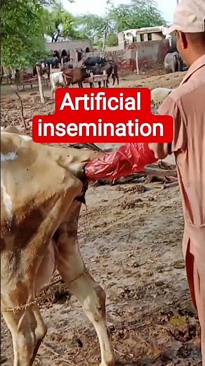 Artificial insemination process at Shan dairy farm #shortsfeed