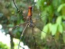 Banana spider at shrine in Kin Town, Okinawa, Japan