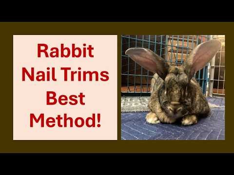 The Best Rabbit Nail Trimming Method: Safe and Gentle