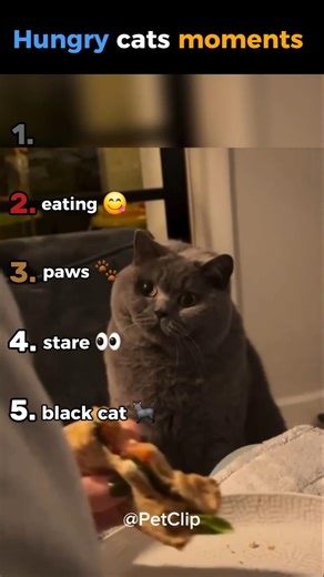 Hungry cats moments #ranking #funny #cutecats #hungrycats #shorts