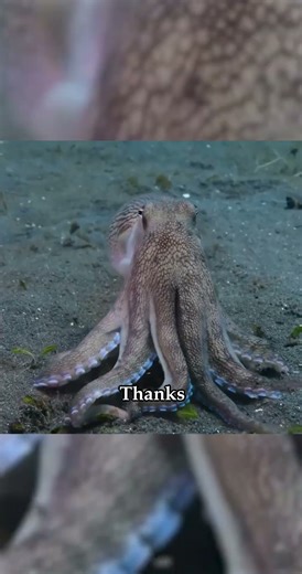 What is that organ on octopuses