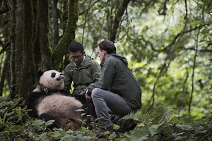 Pandas (2018) | ČSFD.cz