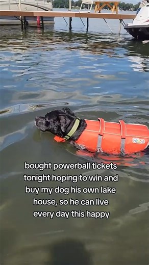 Just trying to give my dogs their best life... | Annie Fox