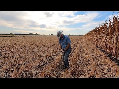 Was the Calmer Corn Head Kit WORTH IT?!