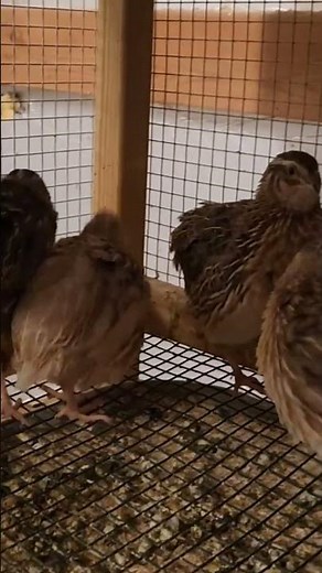 Male or Female quail????