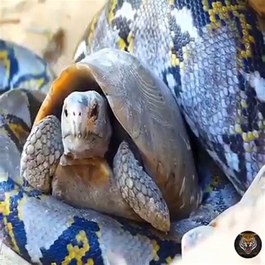 Turtle vs Snake(Python)Fight