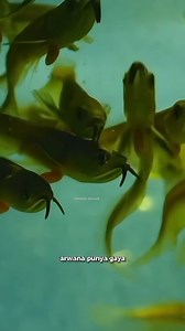 358K views · 5.5K reactions | Dari Mulutnya!! Lahir Kehidupan dan Kematian Seekor arwana di sungai ini punya cara aneh untuk merawat anaknya… di dalam mulutnya sendiri. Dan ketika lapar, dia berubah jadi pemburu ganas. #hewan #alamliar #arwana #urwahalbariqi #beranda #reel | Toni sanie | Facebook