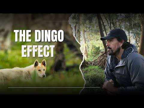 How Dingoes Are Rewilding Australia—Against All Odds