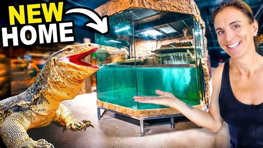 Routine continues - a giant lizard meets its new space