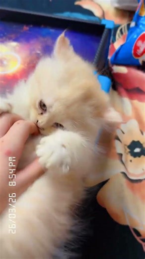 My coco playing board game # super Mario #catsworld # cat lover #pets #ittybittykittycorn #gameplus