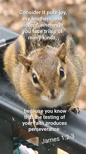 Chipmunk almost eaten by cat, but it made a get-away