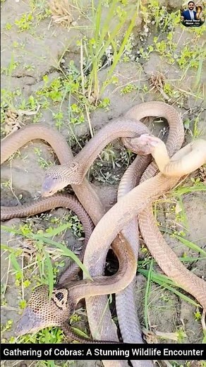 Gathering of Cobras: A Stunning Wildlife Encounter #snake #cobra #wildlifeentertainment #wildlife