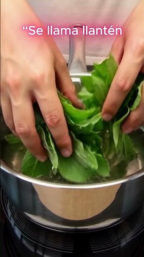 El llantén: la planta que limpia tus pulmones y sana tu cuerpo naturalmente