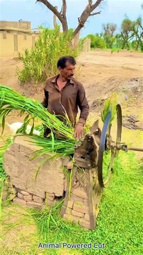 Animal Powered Cut