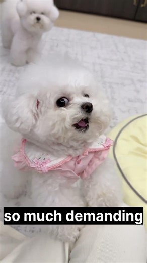 Cute Bichon Frise Voice Reveal 🎤 #shorts #youtubeshorts #bichonfrise #funny #shorts