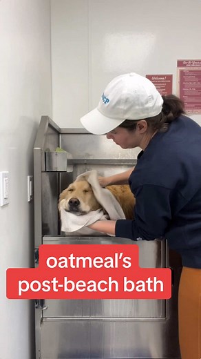 Oatmeal and Chip Savory Oatmeal Cereal Dog Bath Routine