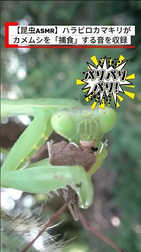 【昆虫ASMR】激臭カメムシをバリバリ食べる。ハラビロカマキリの容赦ない「捕食音」が凄すぎる… #捕食 #昆虫ASMR #食物連鎖 #自然の神秘 #昆虫図鑑 #insects #昆虫観察