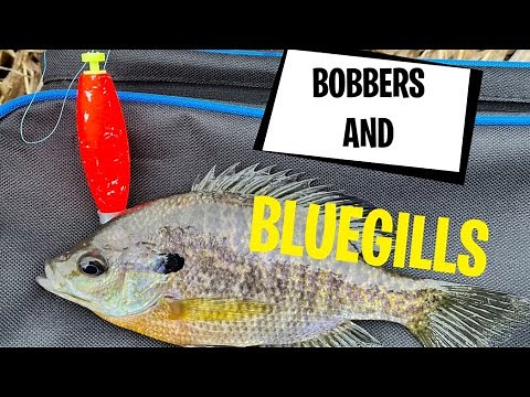 Late winter/early spring bluegill fishing