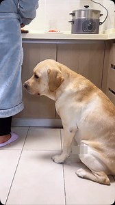 10K views · 2.6K reactions |  #我是羚麟 #拉不拉多 #你個壞蛋 #欺騙我 | Cheng Ling Lin | Facebook