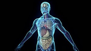 3D human body in loop rotation