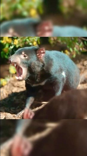 The Most Aggressive - The Tasmanian Devil