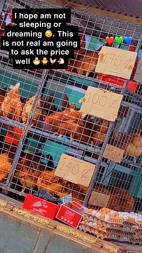 How much is Goat. I mean He Goat 🐐🐐🐐🐐🐐 Mother Ghana 🇬🇭🇬🇭✅ Forgive Us