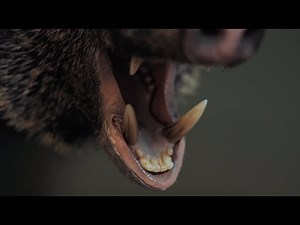 How to set an eye and tell the difference between - Payer Eyes