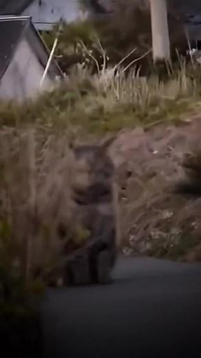 Kucing Comel dan Lucu: Tonton Video Cat Rescue