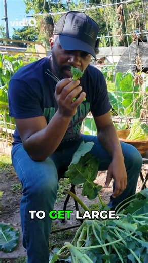 Garden Rhythm: Skip Chemicals, Grow Naturally!