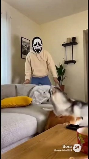 Husky & Shiba Freak Out When Owner Switches to a Scary Mask 😂🐶