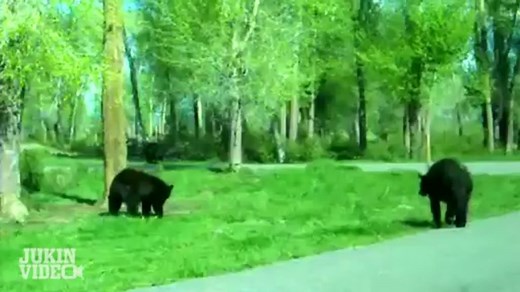 Drunken Bear Fight