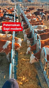 Peternakan sapi modern #peternakan #sapi #reels | Peternak Kambing Milenial