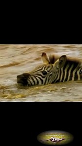 #reels Zebra swimming | Kleva Technology