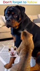 When your nap gets violently interrupted 💨😾😂 The cat did NOT sign up for this! #CatVsDog #fblifestyle #PetDrama #FartAttack #AngryCat #DogProblems #CatLife #PetHumor #FunnyPets | Mommy Kilong