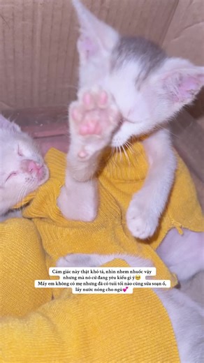 Đến giờ buồn ngủ là làm gì cũng vẫn ngủ đc🥹#trending #fyp #cat #cute