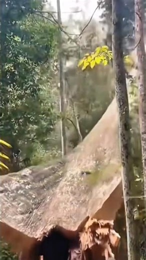 Professional Logger Cutting Down Massive Ancient Forest Tree