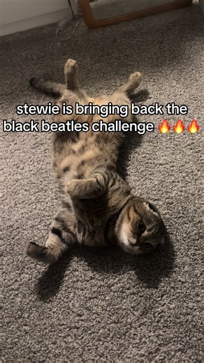 Stewie Revives the Black Beatles Challenge with Cats