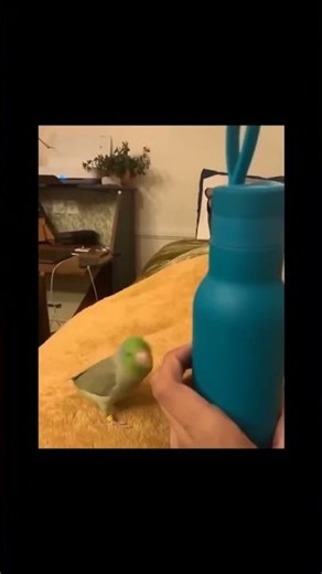 Random Sh*t | Trying Not To Laugh 😂 | Trata De No Reírte 15 #funny #memes #humor #gracioso #parati