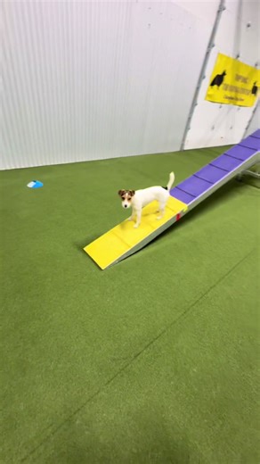 What can I say 🤷‍♀️ #jackrussell #agilitydog #dogtraining #trending | Agility Dog