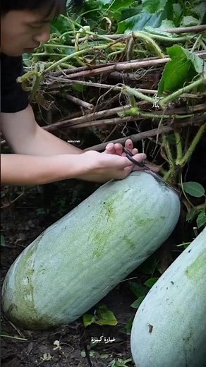 How to turn cucumbers into a delicious dessert 🥒🍬
