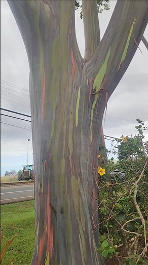 Rainbow Eucalyptus Tree at Dole Plantation 🌈 | Nature’s Most Colorful Tree! #Shorts