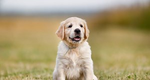 Ontwormen bij puppy’s - Pets Place