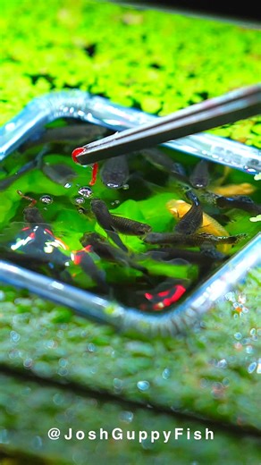 A pond full of fish is better than a river full of stones. #Aquarium #Guppy | Joshguppyfish 喬的孔雀魚
