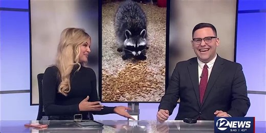 Rachel Hackbarth's family raccoons